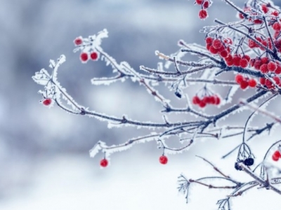 20 roślin ozdobnych zimą! Bo zimowy ogród nie musi być nudny