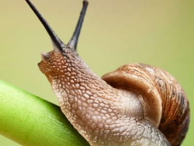 Jak pozbyć się ślimaków z ogrodu?