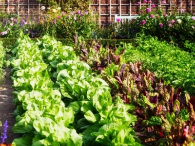 Sąsiedztwo warzyw - jakie rośliny sadzić koło siebie?