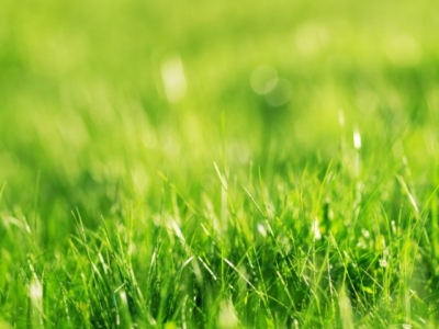 Jak i kiedy najlepiej wapnować trawnik?