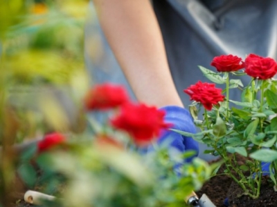 Jak i kiedy sadzić róże?