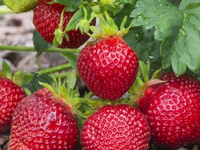 Odmiany powtarzające owocowanie: maliny, truskawki - uprawa i zalety