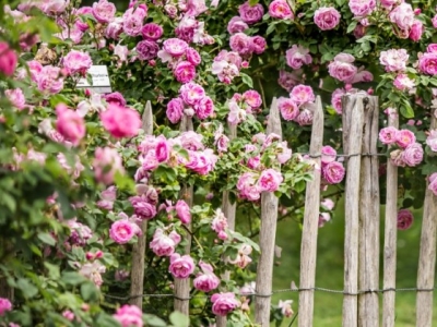 Róże w ogrodzie: podział na grupy i odmiany