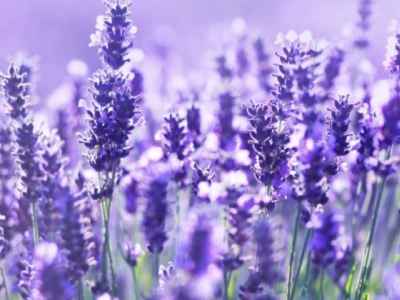 Dlaczego warto postawić na lawendę?