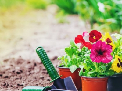 Jakie kwiaty warto posadzić w kwietniu?
