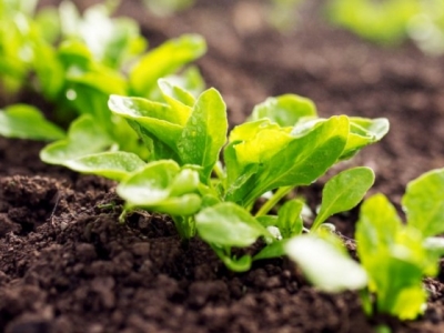 Nie tylko dla początkujących. Jakie są zalety nasion na taśmie?