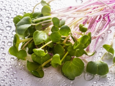 Uprawa kiełków – rodzaje kiełków, sposoby wysiewu