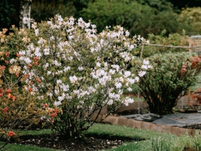 Jakie są najodpowiedniejsze krzewy do ogrodu?