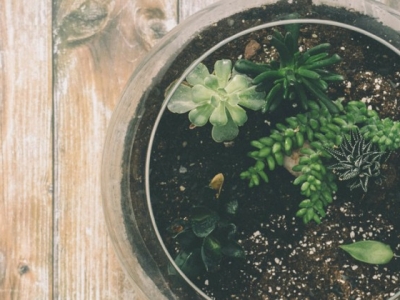 Trzy proste pomysły na zimowe kompozycje kwiatowe