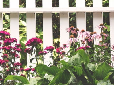 Najciekawsze kwiaty kilkuletnie, których nie może zabraknąć w Twoim ogrodzie