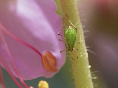 Mszyce w ogrodzie. Jak sobie z nimi poradzić?
