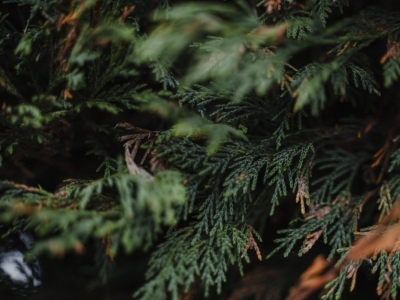 Kiedy sadzić tuje i w jakiej odległości od płotu i granicy działki?