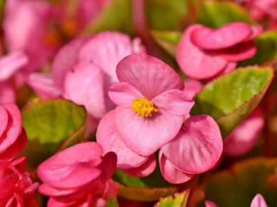 Begonie na balkonie nie tylko dla domu! Sprawdź kiedy sadzić begonie na balkon