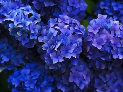 Sekrety pielęgnacji hortensji ogrodowej - przycinanie jest kluczowe