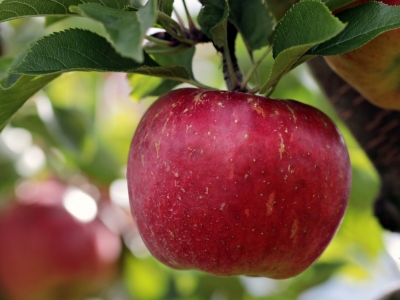 	 Sekrety pielęgnacji drzew owocowych - przycinanie jest kluczowe