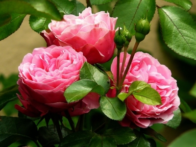 Róże piękne i zdrowe - co wysypać wokół nich?