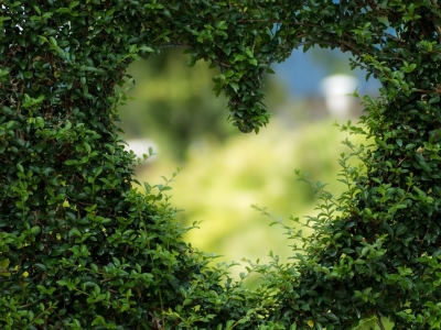 Efektywne metody zwalczania przędziorków w ogrodzie
