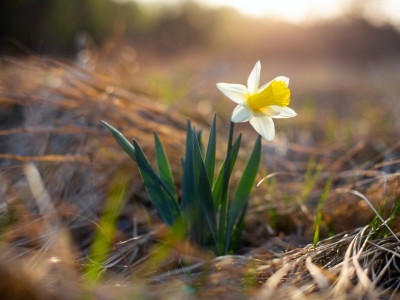 Jak sadzić narcyzy i prawidłowo je pielęgnować?