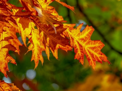 Czym charakteryzują się nawozy jesienne do ogrodu? Odpowiadamy
