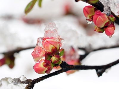 Kiedy zabezpieczać pnie drzew przed mrozem? - najważniejsze informacje