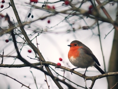 Dlaczego lepiej unikać soli zimą w ogrodzie?