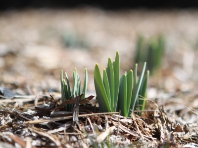 Najlepsze porady ogrodnicze na kwiecień: Przygotuj swój ogród na wiosnę