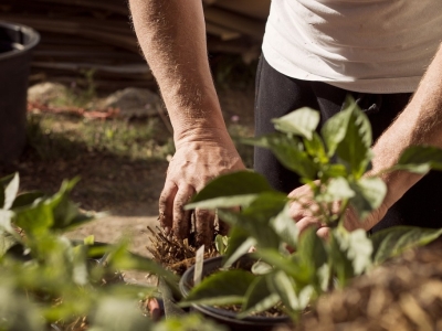 Jak i czym zakwasić ziemię?