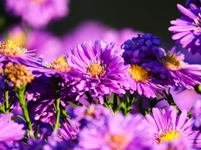 Kiedy i jak sadzić astry jednoroczne?