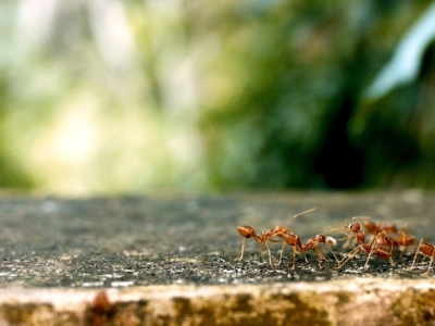Co na mrówki w ogrodzie?