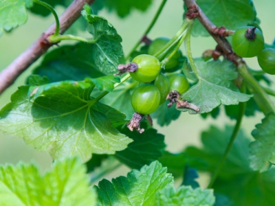Jak i kiedy sadzić agrest? - Poradnik!