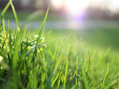Ile czasu rośnie trawa? Porady dotyczące pielęgnacji trawy! 