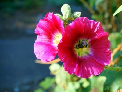 Poradnik sadzenia Malwy - Kiedy najlepiej ją zasadzić?