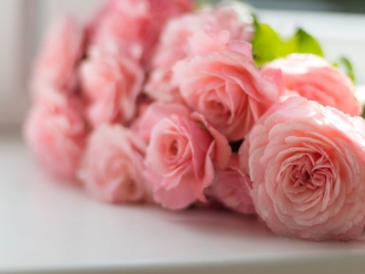 Kiedy najlepiej zasadzić Piwonie? Poradnik ogrodniczny!