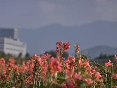 Kanny - kiedy sadzić?