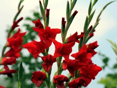 Kiedy wykopać mieczyki - najlepszy termin i porady