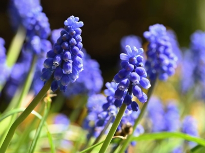 Szafirki cebulki - jak i kiedy sadzić?