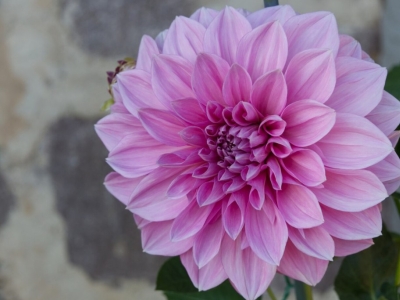 Kiedy sadzić dalie?