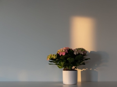 Kwiaty, które lubią cień