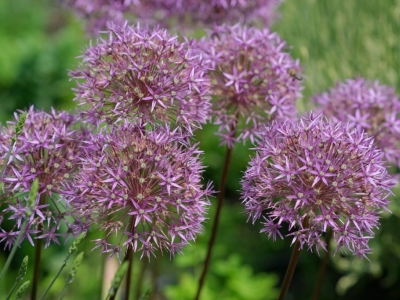 Czosnek błękitny - uprawa, kiedy sadzić?