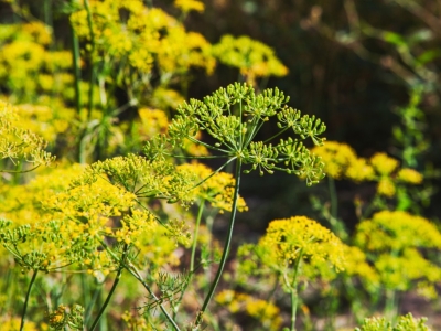 Uprawa kopru ogrodowego – od wysiewu do zbiorów. Jakie  uzyskać aromatyczne liście?