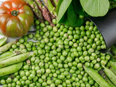 Jak uprawiać groch w ogrodzie? Kompletny przewodnik od wysiewu do zbiorów