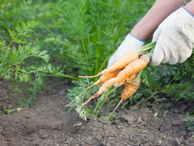 Uprawa marchwi – jak poprawnie siać, pielęgnować i unikać najczęstszych błędów przy uprawie tej rośl