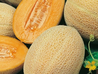 Melon w ogrodzie – kiedy wysiewać nasiona, jak pielęgnować rośliny i jak osiągnąć słodkie plony w kr